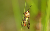 Scorpionfly (Male, Panorpa communis)